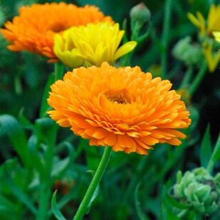 Illustration: Calendula Officinalis — homeopathic antiseptic for cuts and wounds