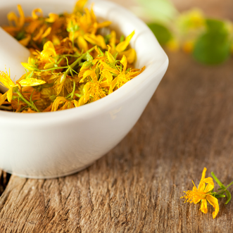 Illustration: Hypericum Perforatum — homeopathic remedy for nerve pain