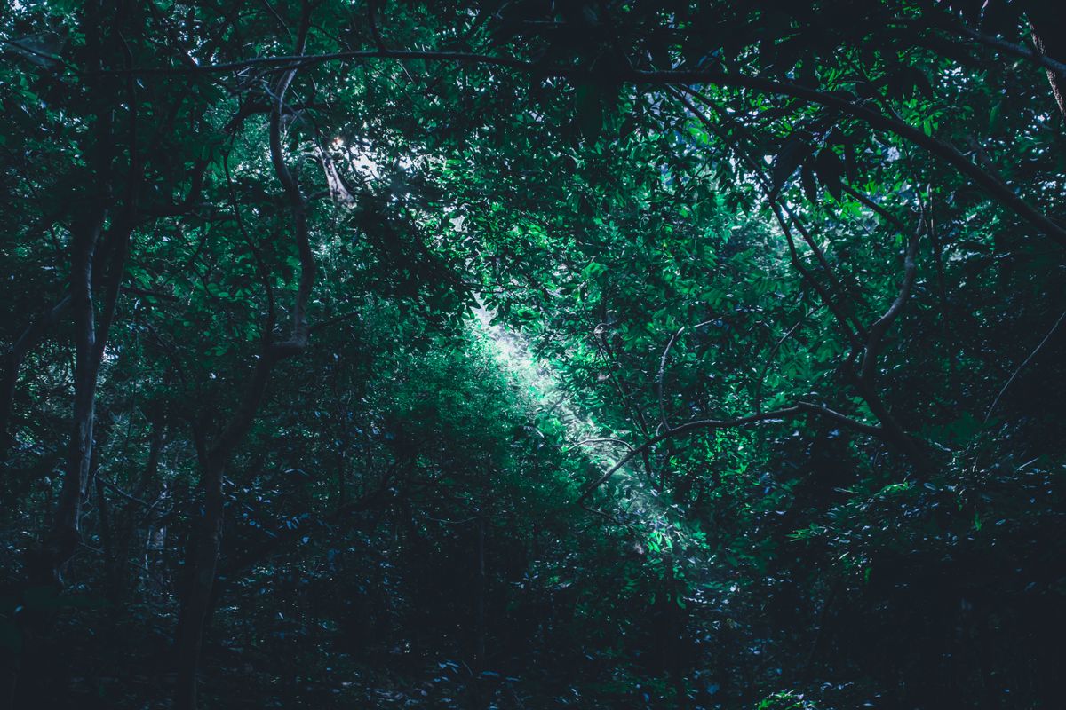 Illustration: Vital Force — sunlight shining through fresh green leaves in a forest